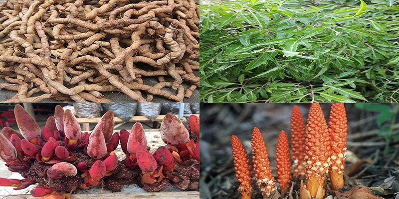 4 cây thuốc nam tăng cường sinh lý hiệu quả
