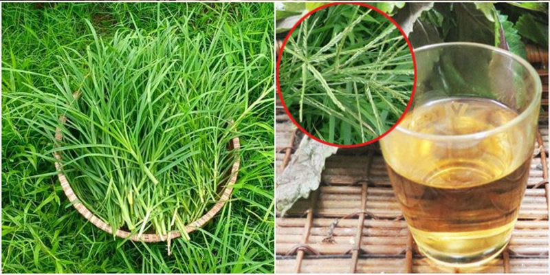 Một số tác dụng chữa bệnh của cỏ mần trầu