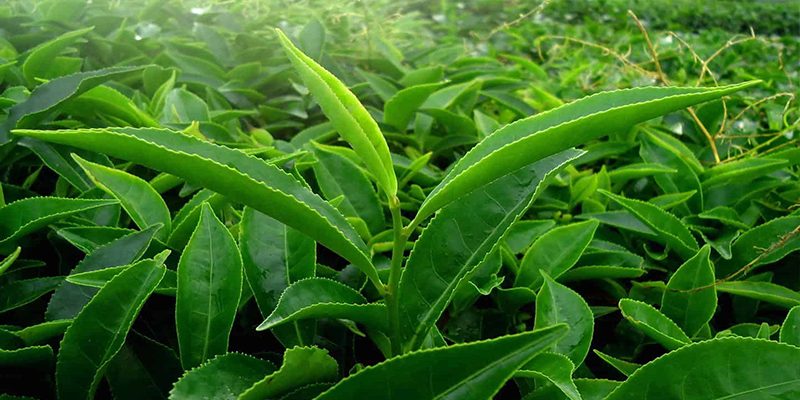 Đặc điểm cây trà xanh